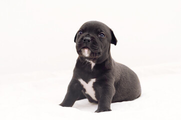 Staffordshire terrier one-month puppy dog. Sleepy young puppy dog sitting on white blanket. Puppy dog looking with puppy dog eyes. One month black puppy dog.