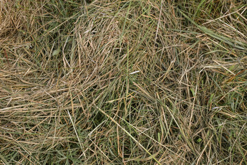 Mown dry grass on the close-up. Hay.