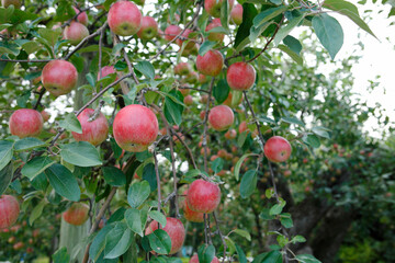 11最古のりんごの樹