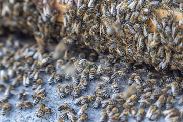 Close up of huge crowd of honey bees flying into beehive apiary Working bees collecting yellow pollen