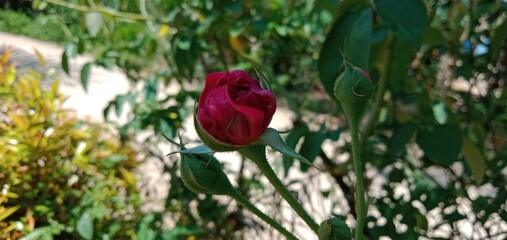 Rose buds in Berau, East Kalimantan, Indonesia