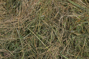 Mown dry grass on the close-up. Hay.
