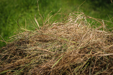 Mown dry grass on the close-up. Hay.