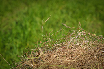 Mown dry grass on the close-up. Hay.