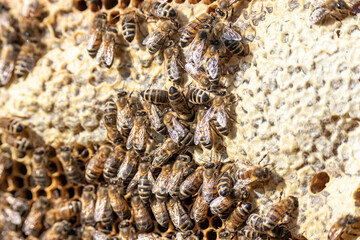 closeup of bees on honeycomb in apiary frame Honey bee selective focus