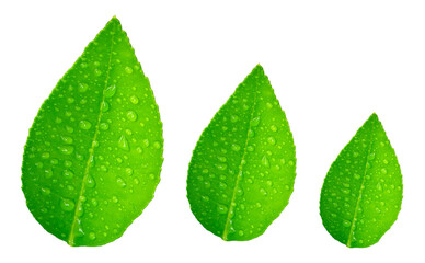 Water droplets on green lemon leaves on white background texture, abstract.