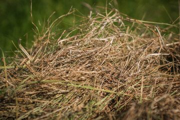 Mown dry grass on the close-up. Hay.