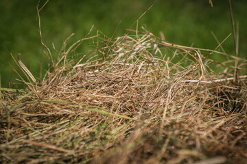 Mown dry grass on the close-up. Hay.