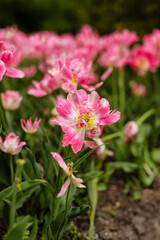 Close up of a pink and white Tulip flower in a flower bed