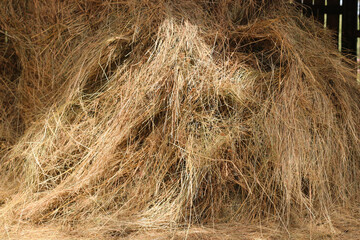 Mown dry grass on the close-up. Hay.