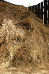 Mown dry grass on the close-up. Hay.