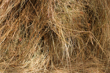 Mown dry grass on the close-up. Hay.