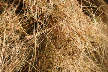 Mown dry grass on the close-up. Hay.