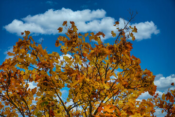 Fototapeta premium autumn leaves against blue sky