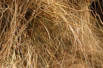 Mown dry grass on the close-up. Hay.