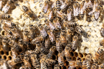 closeup of bees on honeycomb in apiary frame Honey bee selective focus