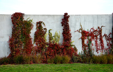 climbing plants grow and color the leaves in autumn. highlights the beauty of wire fences,...