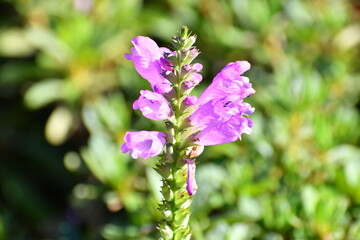 ハナトラノオ（カクトラノオ）