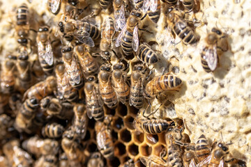 closeup of bees on honeycomb in apiary frame Honey bee selective focus