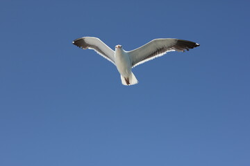 Seagull soars in clear sky over the pierce