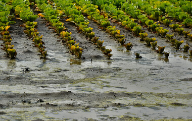 floods in the fields destroy the cabbage crop. rows of plant heads that have been damaged by...