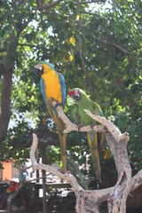Ara parrots sitting on a branch