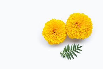 Marigold flowers with leaves on white background.