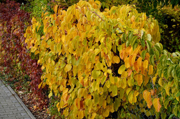 climbing plants grow and color the leaves in autumn. highlights the beauty of wire fences,...