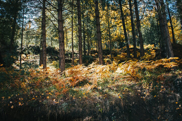 Obraz premium Autumnal forest with all the ground full of yellow and orange ferns