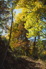 Wonderful path through the forest in autumn with the leaves of the yellow and green trees.