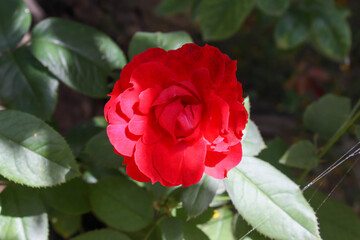 Photos of red roses in the garden