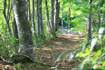 Obraz premium 奥の細道 山刀伐峠