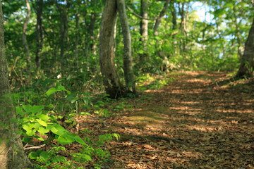 奥の細道　山刀伐峠