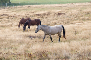 Fototapeta premium Pferd auf der Weide