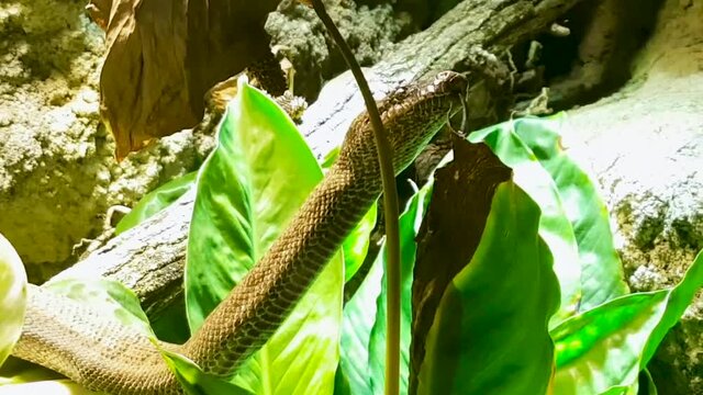 Dangerous poisonous snake with a pattern on skin moves on a tree showing tongue between green leaves. Wild animal held captive in the zoo terrarium.