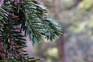 branch of a pine 