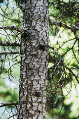 Ecorce d'un grand sapin - Arrière plan texture bois naturel