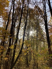 autumn in the forest