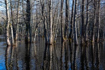 Flooded soomaa bog in spring, fifth season