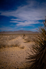 Desert landscape in Las Vegas