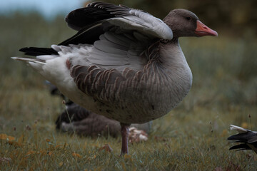 Goose (Gans)