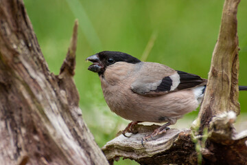 bullfinch untouched nature of finland scandinavia europe