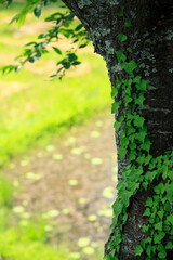 奥の細道　中尊寺の緑