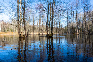 Flooded soomaa bog in spring, fifth season
