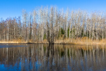 Flooded soomaa bog in spring, fifth season