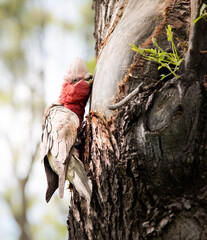 A pink and grey Cockatoo on a tree