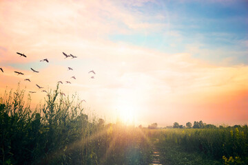 Sunrise sky background concept: sunset on green meadow and grass in the evening