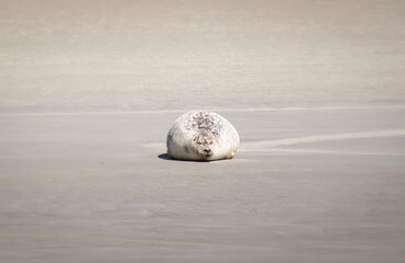 Sleeping Seal (schlafende Robbe, Seehund)