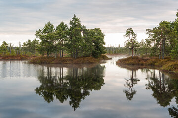 misty morning in the swamp lake