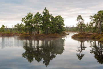 misty morning in the swamp lake